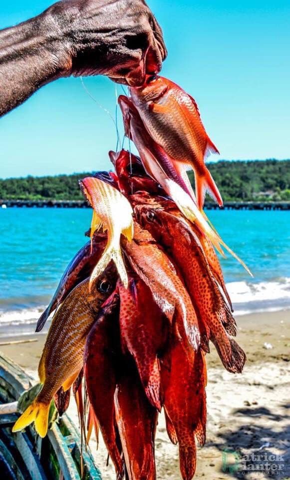 A weathered hand holds a large catch of red fish against a sunny tropical beach.