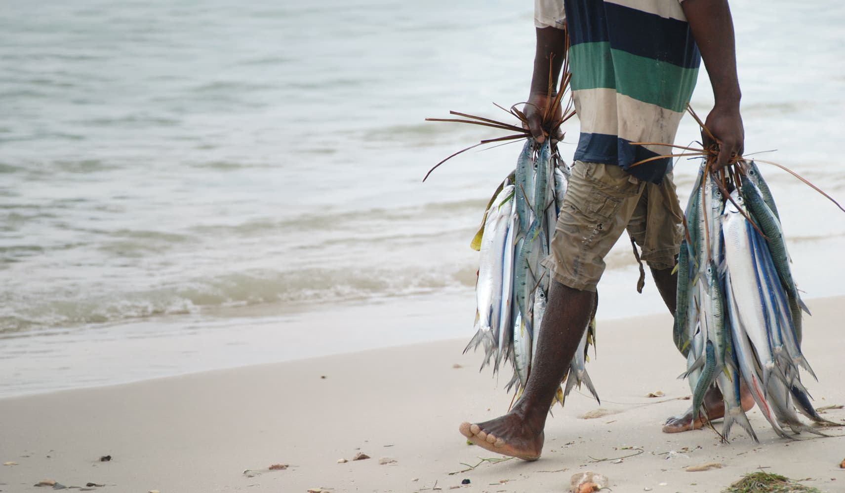 Fisherman walking barefoot on a sandy beach carrying two large bundles of freshly caught silver fish.